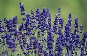Toyota Motor introduces new variety of lavender